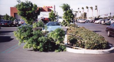 Downed tree in parking lot.