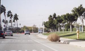 tumbleweed_at_barranca.jpg