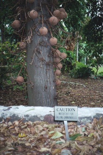 Base of cannonball tree with sign