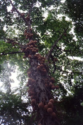 Trunk of cannonball tree covered in 'cannonballs'