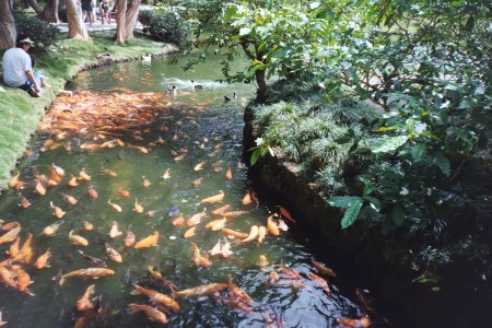 Koi Feeding Frenzy