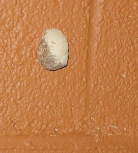 A snail on a wall with paint across half its shell.