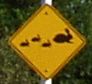 Bunny crossing?!?