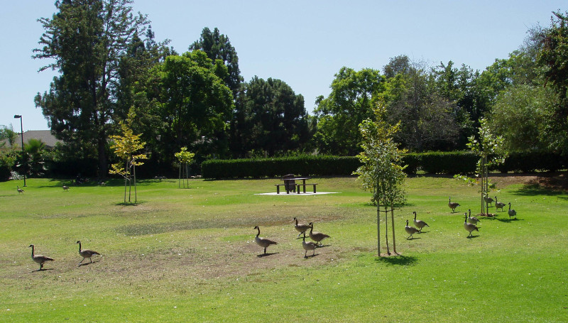 A line of geese.