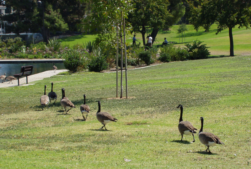 Geese approaching the pond.