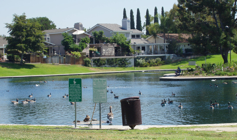 Village Pond and lots of geese.