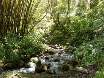 Hawaiian Stream