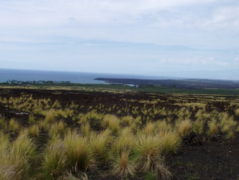 Lava fields along Kohala coast