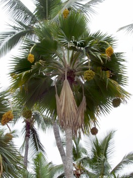 Looking up at a date palm