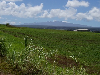 Mauna Kea seen from the road to Akaka Falls