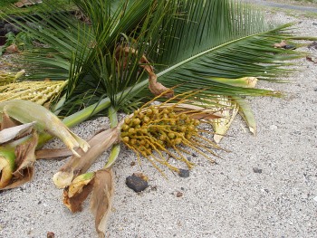 Fallen Palm Frond