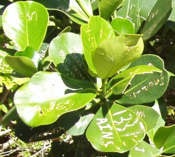 Autograph Tree close-up showing names carved in the leaves.