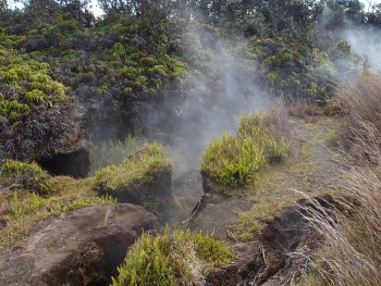 Steam vent surrounded by ferns