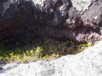 Ferns fill a cooled lava fissure