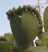 Cactus feet