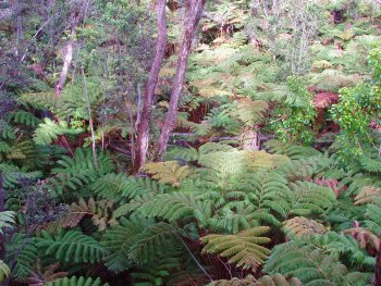 Rain forest