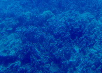 Coral below Kailua Bay