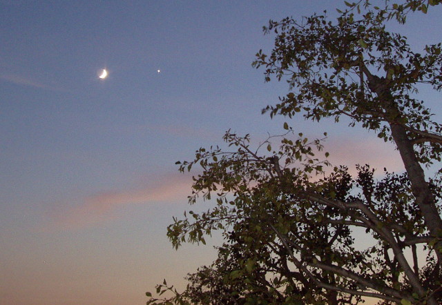 The Moon and Venus behind a tree (Nov. 5, 2005 @ 5:09pm PST)