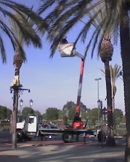 Trimming the palm fronds, mainland style