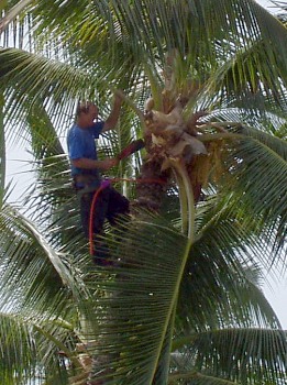 Trimming the palm fronds, Hawaii style.