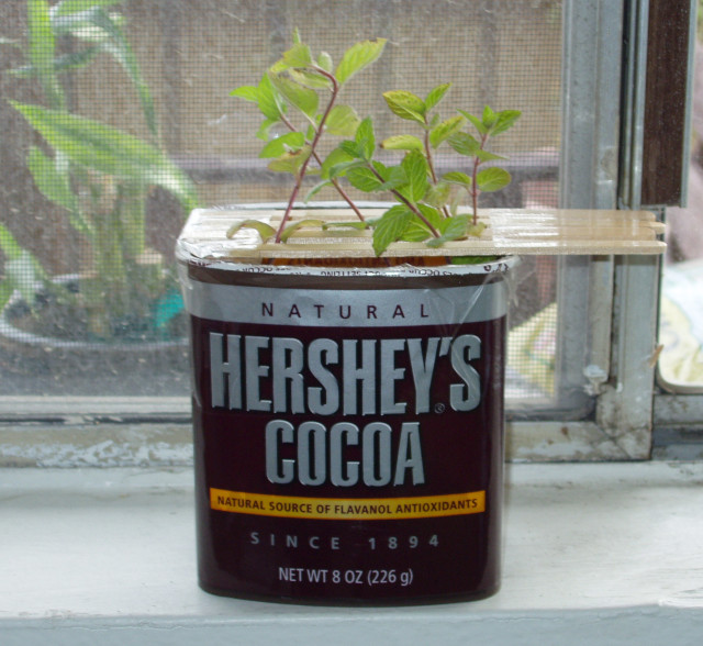 Mint cuttings in a Hershey's Cocoa container.