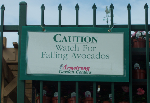 Sign: Caution!  Watch for Falling Avocados (Armstrong Garden Center)