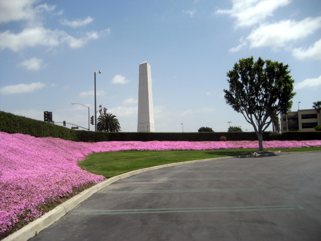 Purple Flowers.