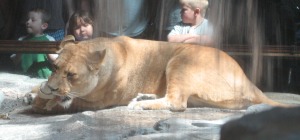 Lion chewing a rawhide toy.