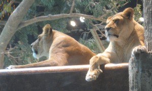 Two Lions.