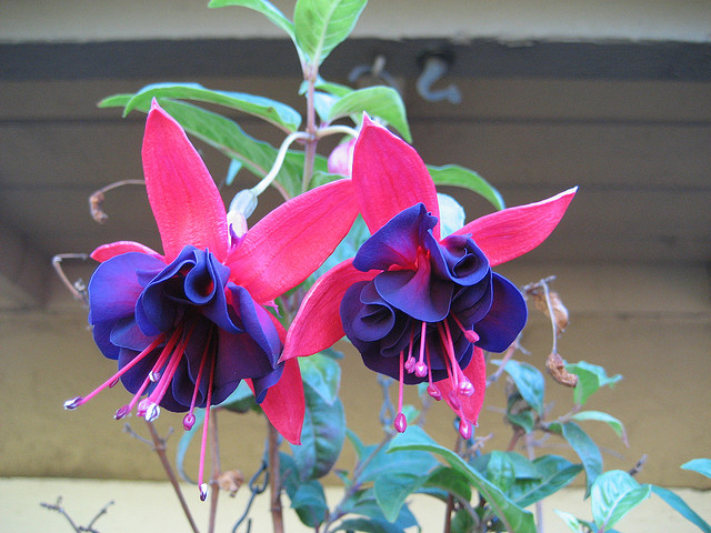 Fuchsia flowers (closeup)