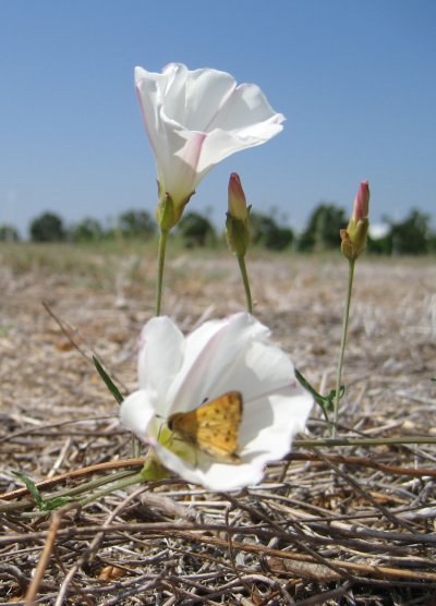 Butterfly and white flowers