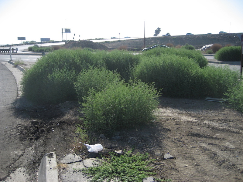6 or more large, green tumbleweeds by the side of a freeway ramp.