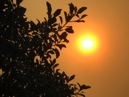 Orange Sun & Tree