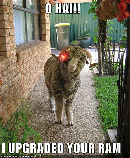 Sheep with a laser attached to its face.  Caption: O hai! I upgraded your RAM!