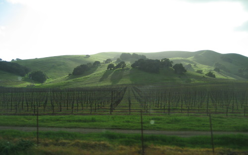 Hills in Napa or Sonoma Valley