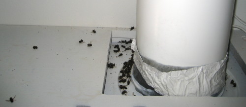 Dead Bees in the Cabinet