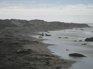 Elephant seals on the beach on a gloomy day.