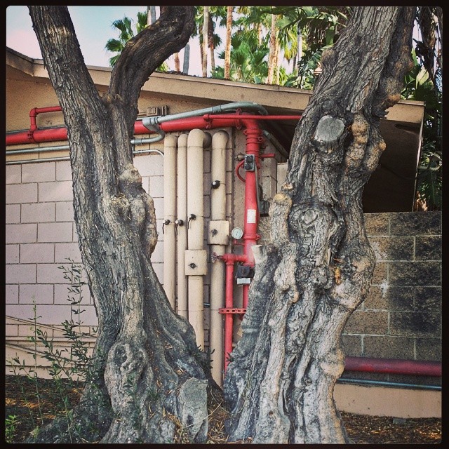 Olive trees and a cluster of pipes.