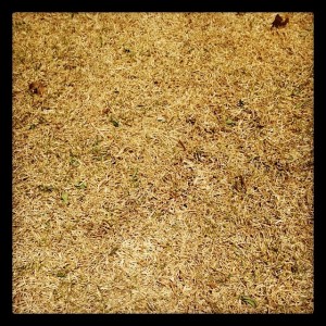 Dried-up lawn