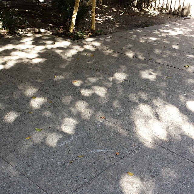 Solar eclipse projected through tree leaves.