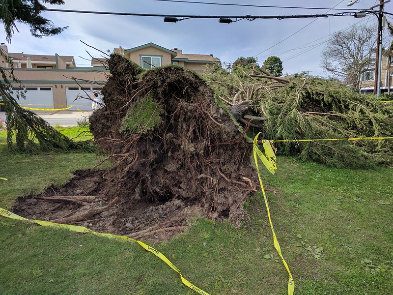 uprooted-tree-1