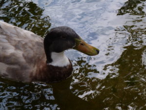 Fuzzy Memories of Duck Food Danger