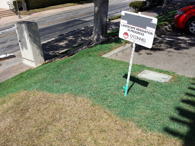 Landscape Renovation: Painting the Grass Green