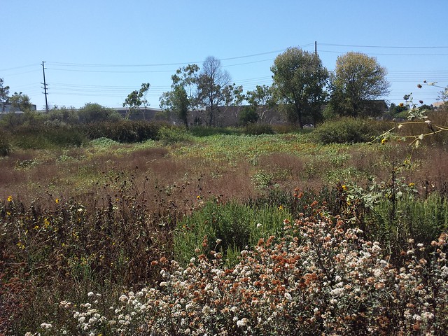 Marshland Wildflowers