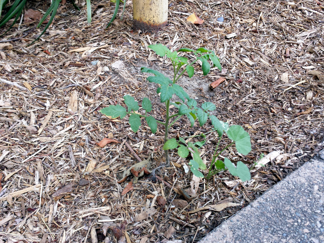 Feral Tomato Mark 2