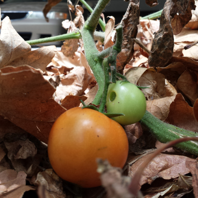 Feral Tomato turning orange