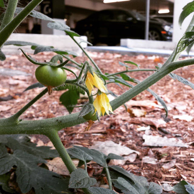 Feral Tomato