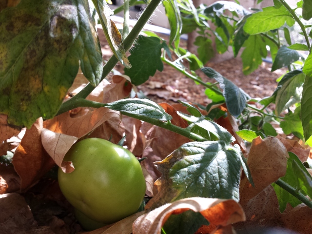 Feral Tomatoes Growing