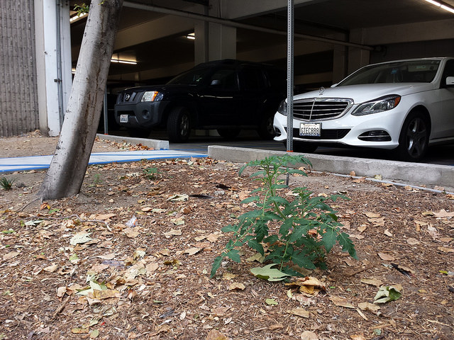 Feral Tomato by the parking lot