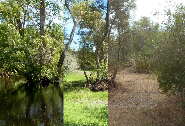 Madrona Marsh Three Seasons